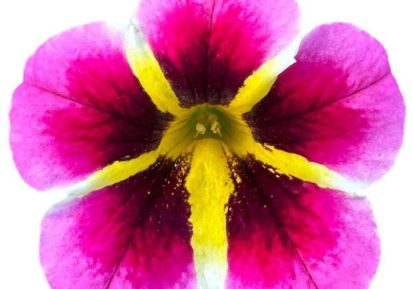 Calibrachoa hybrida PortuCal Patio Bicolor Pink (XXL)