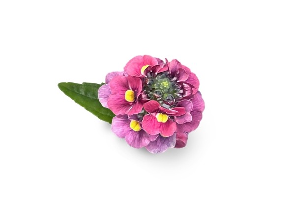 Nemesia hybrida Neminio Up Raspberry (XXL)