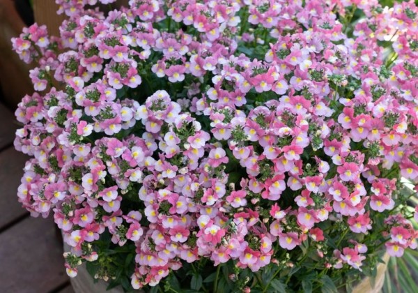 Nemesia hybrida Ayana (XXL)