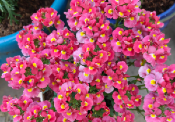 Nemesia hybrida Coral Kiss (XXL)