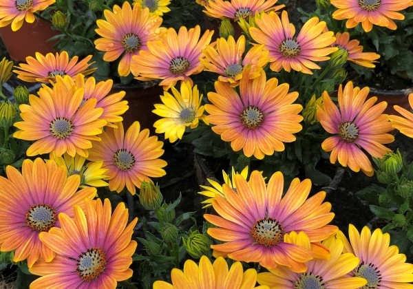 Osteospermum ecklonis Soleo Glow