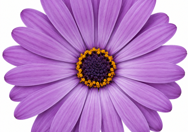 Osteospermum ecklonis Soleo Blue