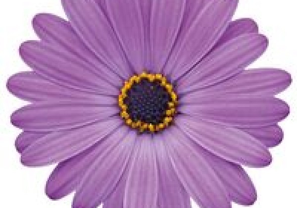 Osteospermum ecklonis Soleo Blue