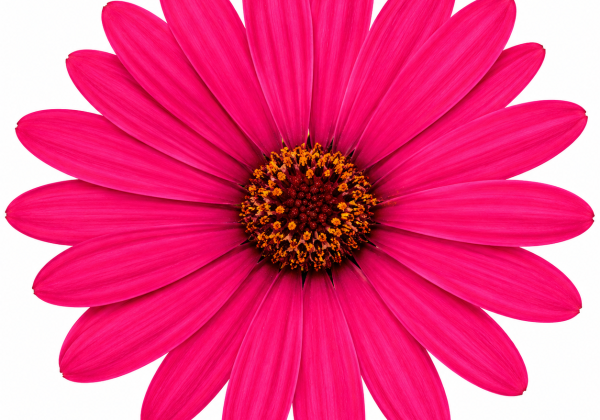 Osteospermum ecklonis Soleo Hot Pink