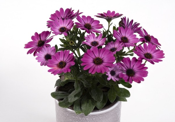 Osteospermum ecklonis Soleo Purple