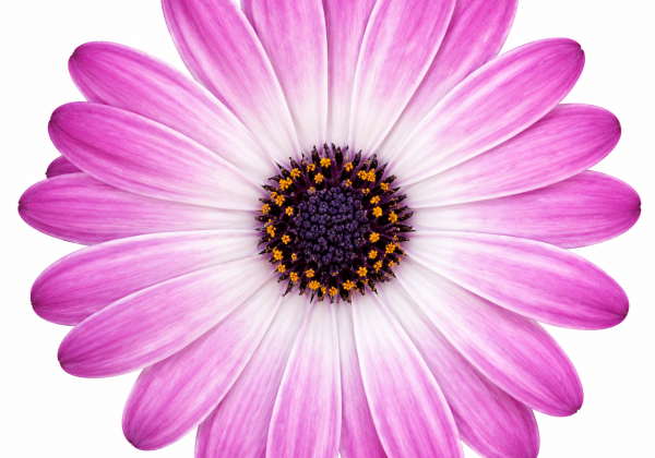 Osteospermum ecklonis Soleo Rose Bicolor