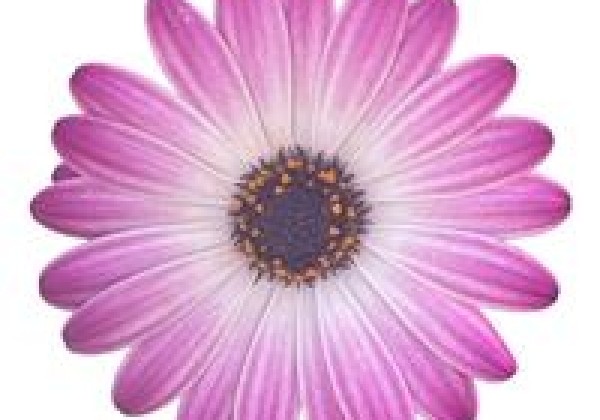 Osteospermum ecklonis Soleo Rose Bicolor