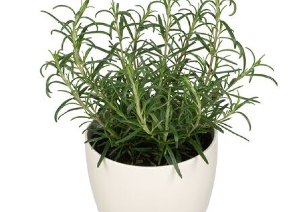 Rosmarinus officinalis Sardinia (XXL)