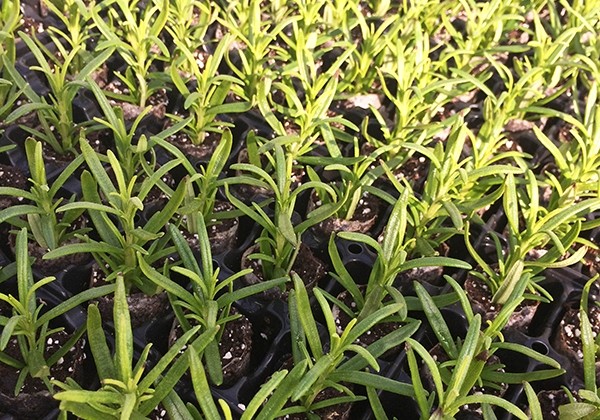 Rosmarinus officinalis (Engl. Rosmary) Britania (XXL)