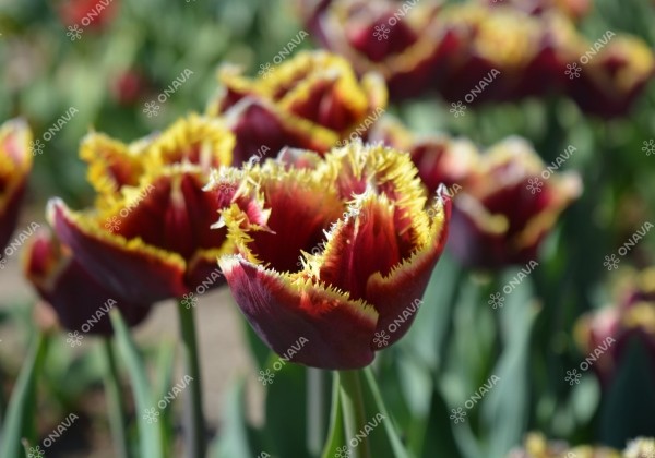 Tulipa, bārkstaina Mercure