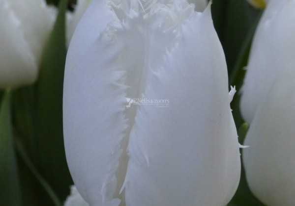 Tulipa, bārkstainā Cricko