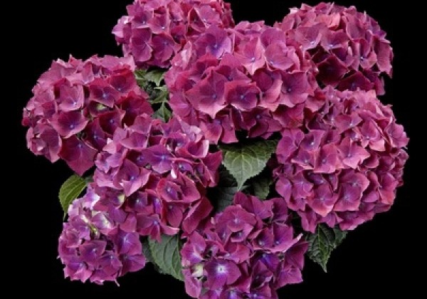 Hydrangea macrophylla Hot Red Purple, 13 cm podā