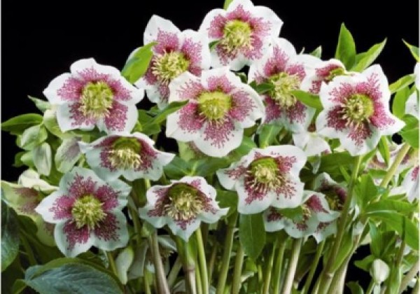 Helleborus hybridus HGC SP Conny