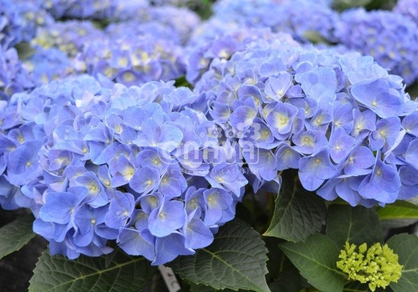 Hydrangea macrophylla Jip Blue, 17 cm podā