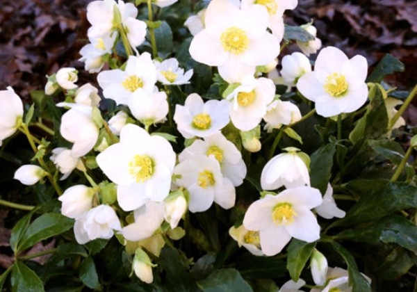 Helleborus niger HGC Jasper