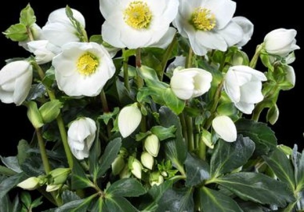 Helleborus niger HGC Jasper