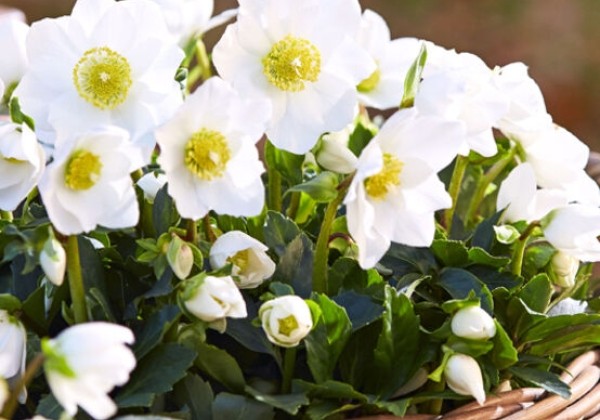 Helleborus niger HGC Jonas