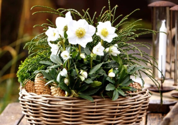 Helleborus niger HGC Jonas