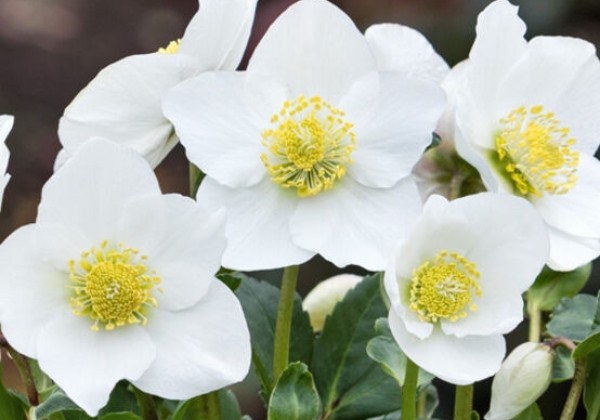 Helleborus niger HGC Diva