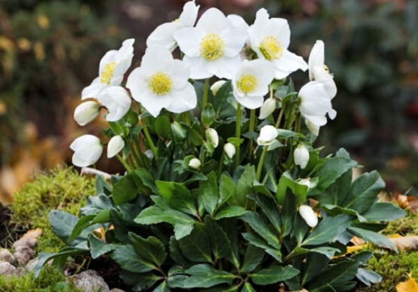 Helleborus niger HGC Diva