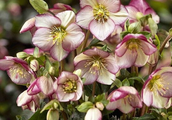 Helleborus nigercors HGC Ice Breaker Bonny