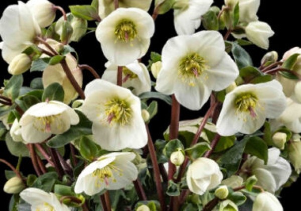 Helleborus glandorfensis HGC Ice N Roses White Ivory (19 cm)