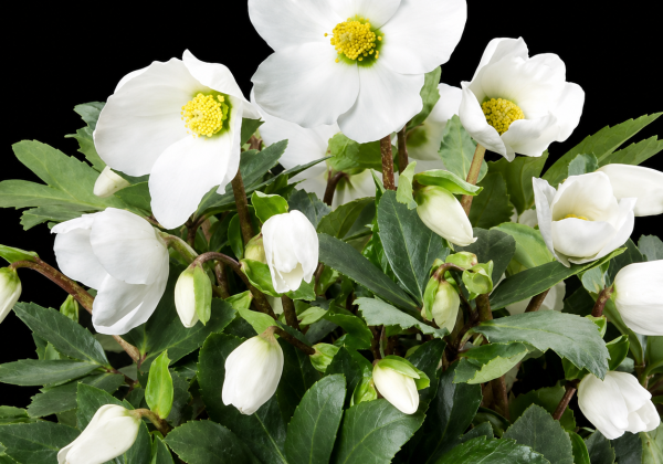 Helleborus hybridus HGC Jerry