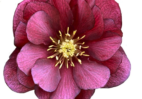 Helleborus hybridus Quintessa Ruby