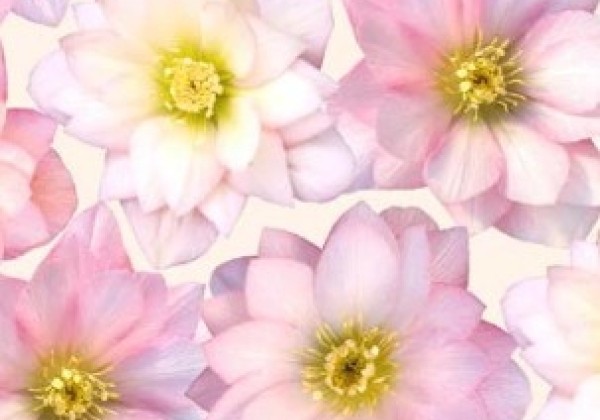 Helleborus hybridus Quintessa Rose