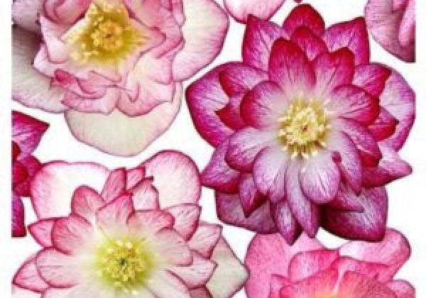 Helleborus hybridus Quintessa Pink