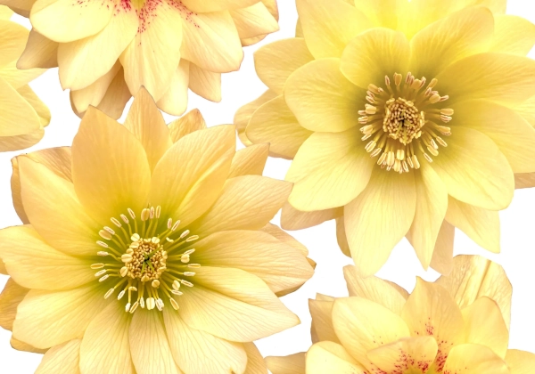 Helleborus hybridus Quintessa Sun