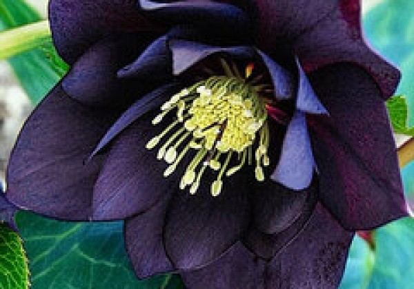 Helleborus hybridus Quintessa Midnight