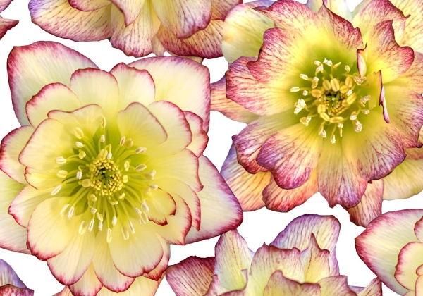 Helleborus hybridus Quintessa Honey