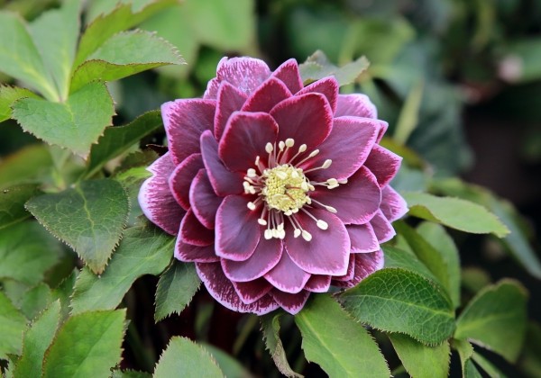 Helleborus hybridus Quintessa Wine