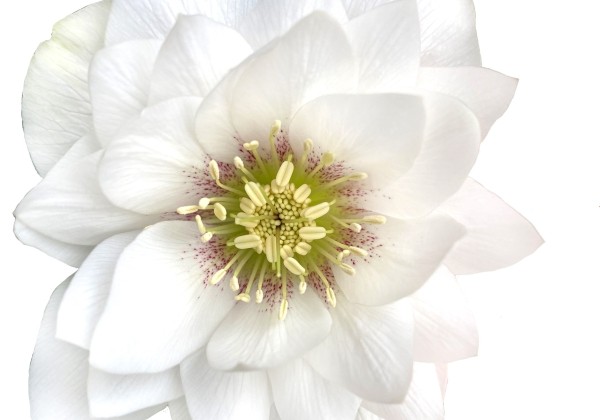 Helleborus hybridus Quintessa Snow
