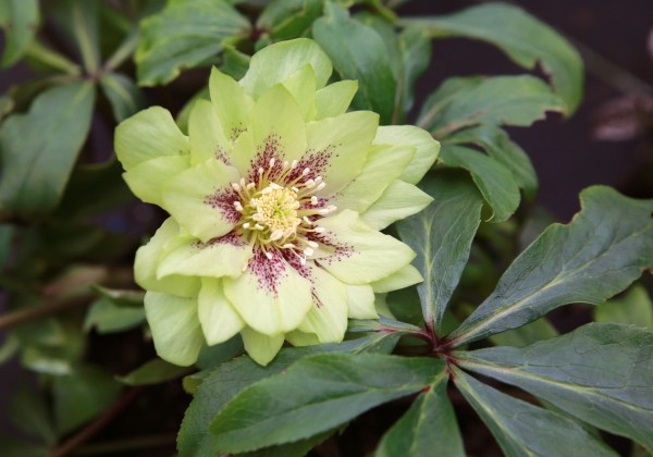 Helleborus hybridus Quintessa Lemon