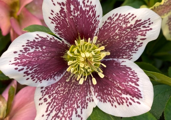 Helleborus hybridus Quintessa Fire