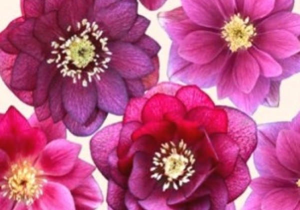 Helleborus hybridus Quintessa Berry