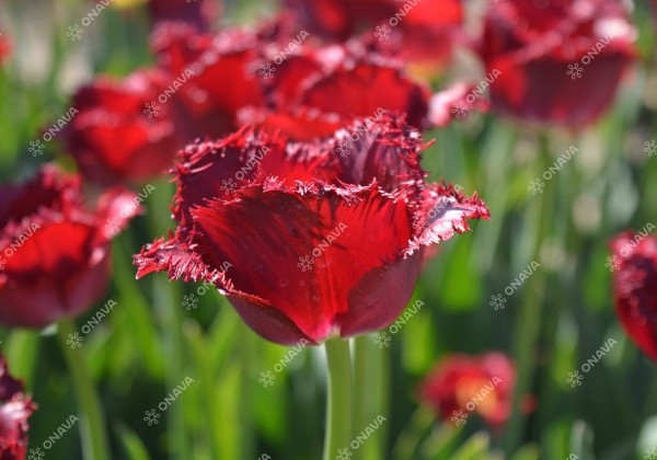 Tulipa, bārkstaina Crispy Reddino