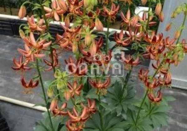 Lilium MA Arabian Knight