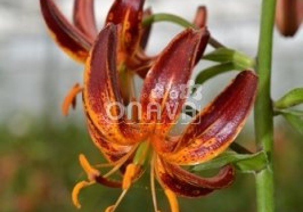 Lilium MA Arabian Knight