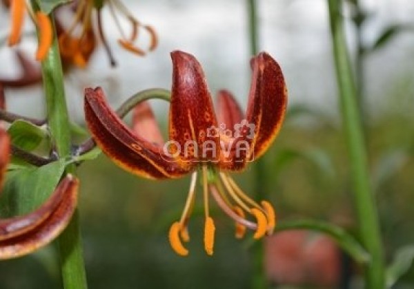 Lilium MA Arabian Knight