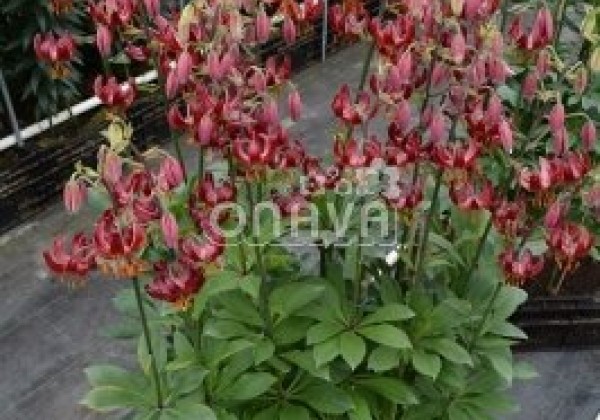 Lilium MA Claude Shride