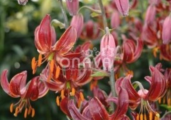 Lilium MA Claude Shride