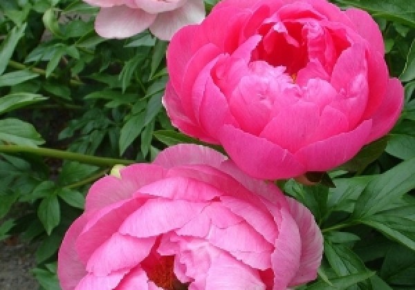 Paeonia hybride Cytherea 3/5