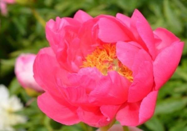 Paeonia hybride Cytherea 3/5