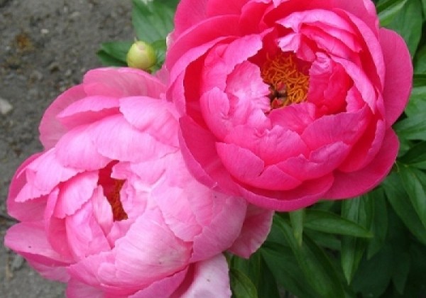 Paeonia hybride Cytherea 3/5