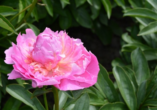 Paeonia lactiflora Glory Hallelujah 2/3