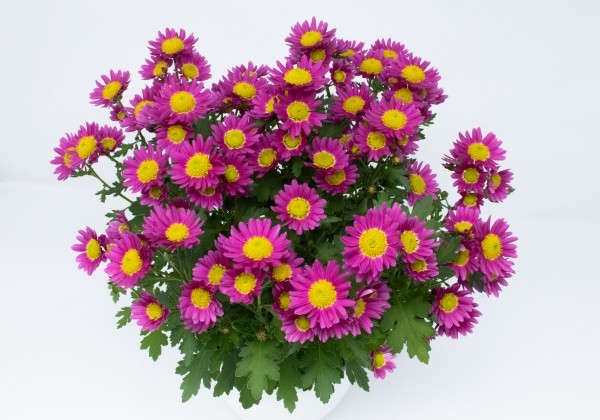 Chrysanthemum, vid. ziedu Ibiza Purple