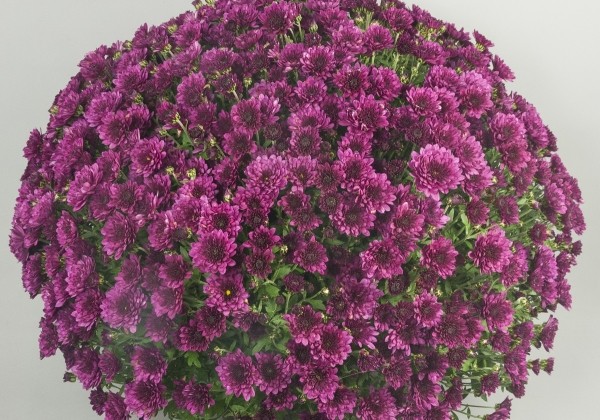 Chrysanthemum multiflora Branpetit Purple